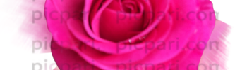 rose pink png