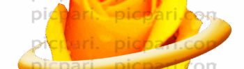 rose png
