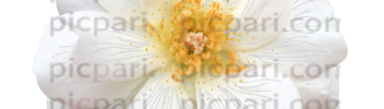 white rose png