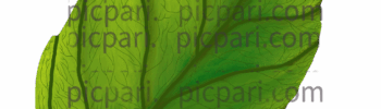 leaf drawing png