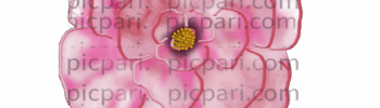 pink rose png